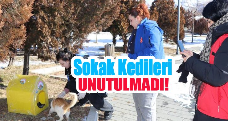 Sokak kedileri unutulmadı!