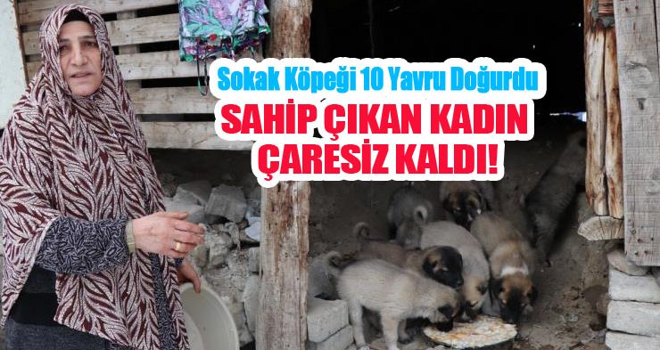 Sokak köpeği 10 yavru doğurdu, sahip çıkan kadın çaresiz kaldı…