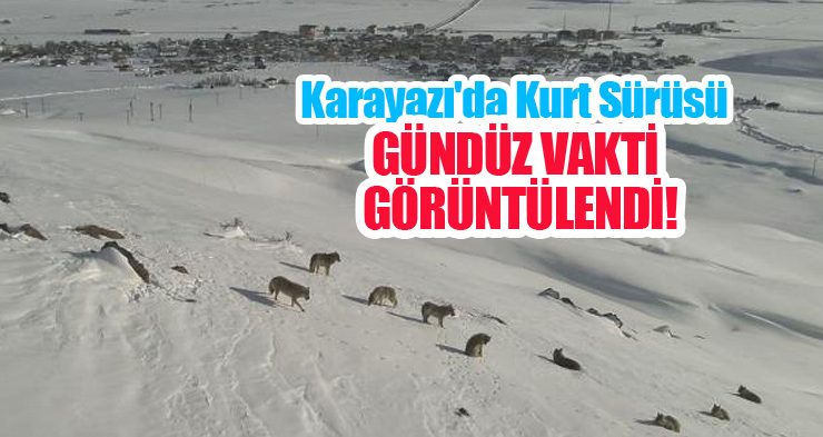 Karayazı’da kurt sürüsü gündüz vakti görüntülendi…