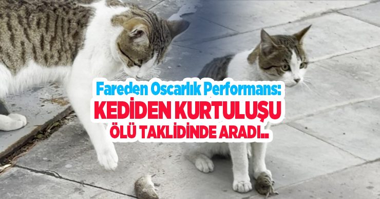 Fareden oscarlık performans: Kediden kurtuluşu ölü taklidinde aradı..
