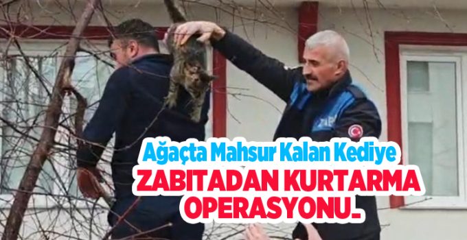 Ağaçta mahsur kalan kediye zabıtadan kurtarma operasyonu..