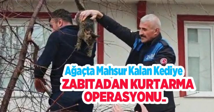 Ağaçta mahsur kalan kediye zabıtadan kurtarma operasyonu..