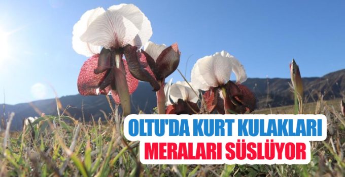 Oltu’da kurt kulakları meraları süslüyor