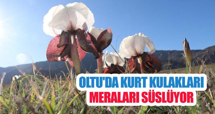 Oltu’da kurt kulakları meraları süslüyor