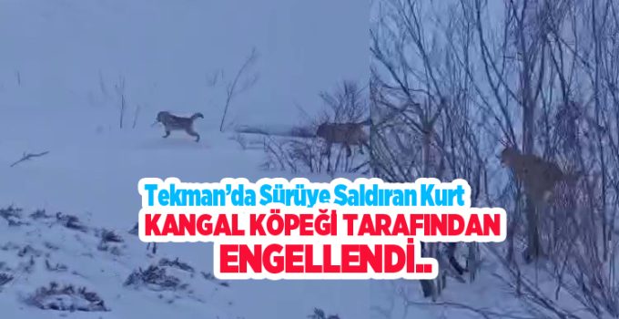 Sürüye saldıran kurt kangal köpeği tarafından engellendi….