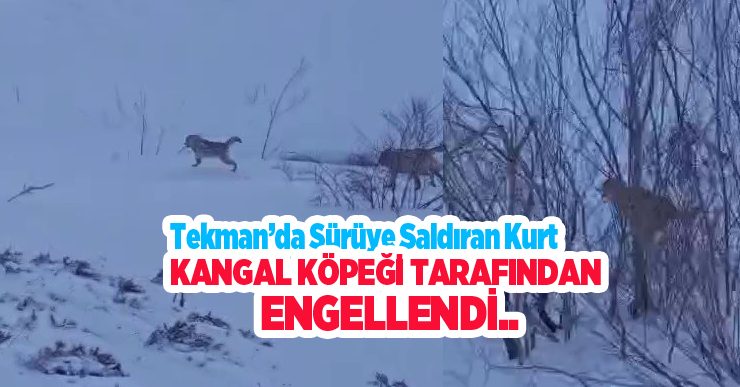Sürüye saldıran kurt kangal köpeği tarafından engellendi….