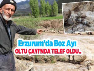Erzurum’da boz ayı Oltu Çayı’nda telef oldu…