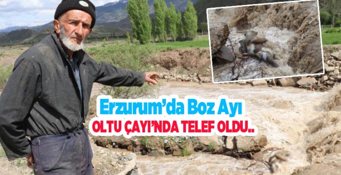 Erzurum’da boz ayı Oltu Çayı’nda telef oldu…