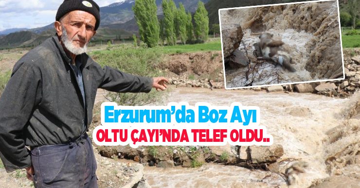 Erzurum’da boz ayı Oltu Çayı’nda telef oldu…