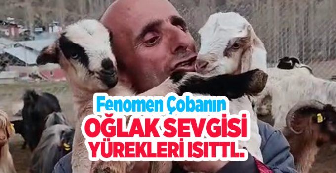 Fenomen çobanın oğlak sevgisi yürekleri ısıttı…
