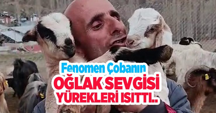 Fenomen çobanın oğlak sevgisi yürekleri ısıttı…