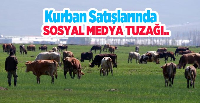 Kurban satışlarında sosyal medya tuzağı…