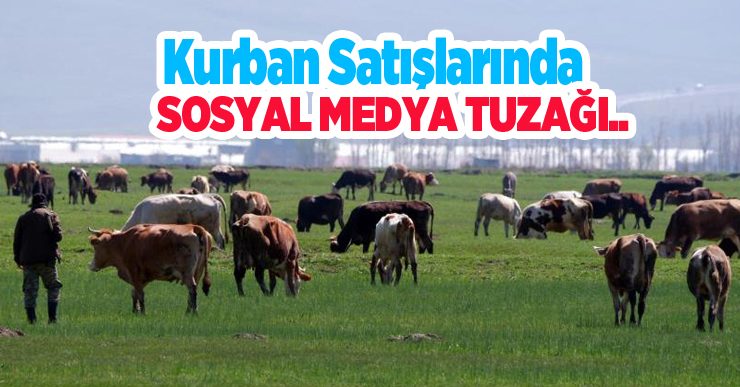 Kurban satışlarında sosyal medya tuzağı…