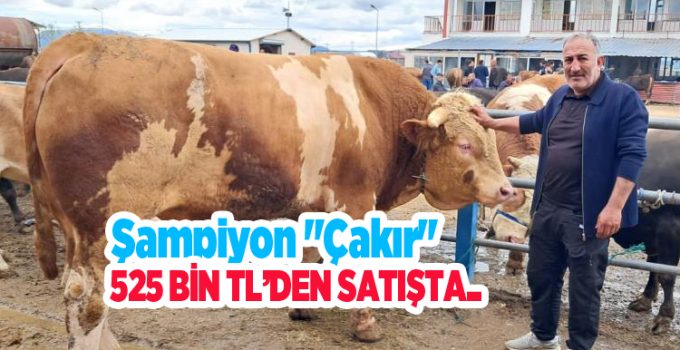 Şampiyon “Çakır” 525 bin TL’den satışta..