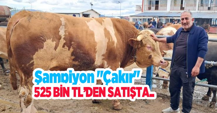 Şampiyon “Çakır” 525 bin TL’den satışta..