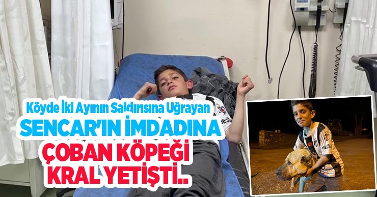 Köyde iki ayının saldırısına uğrayan Sencar’ın imdadına çoban köpeği Kral yetişti…