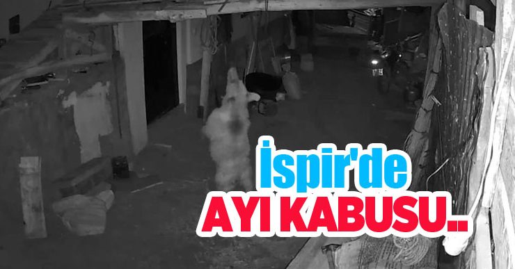 İspir’de ayı kabusu…