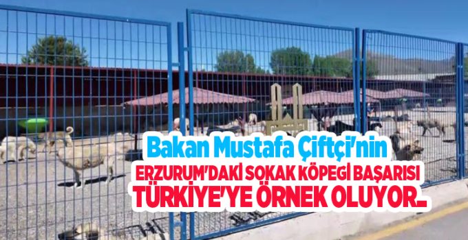 Bakan Mustafa Çiftçi’nin Erzurum’daki sokak köpeği başarısı Türkiye’ye örnek oluyor…