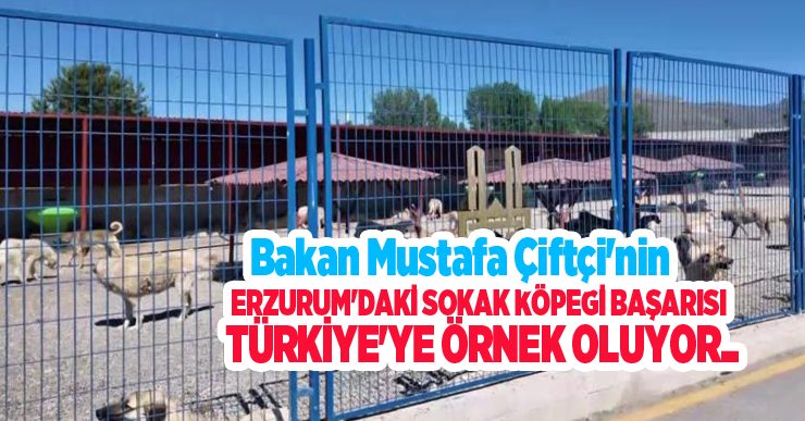 Bakan Mustafa Çiftçi’nin Erzurum’daki sokak köpeği başarısı Türkiye’ye örnek oluyor…