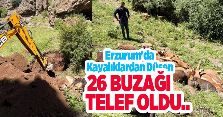 Erzurum’da kayalıklardan düşen 26 buzağı telef oldu..