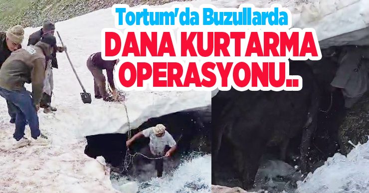 Tortum’da buzullarda dana kurtarma operasyonu..