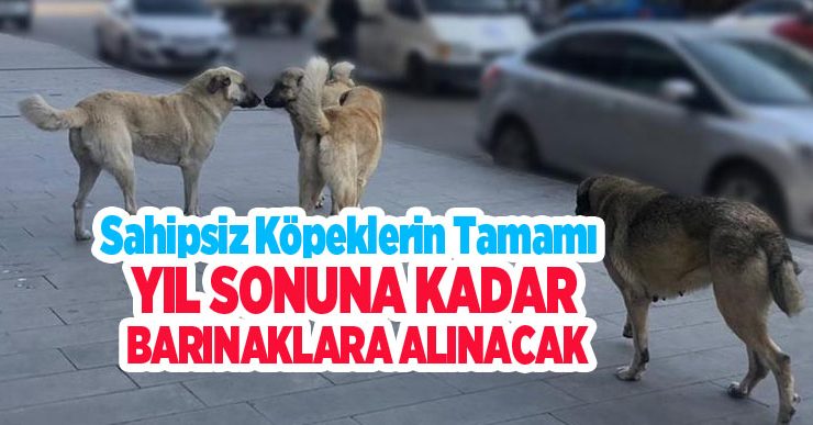 Sahipsiz köpeklerin tamamı yıl sonuna kadar barınaklara alınacak..