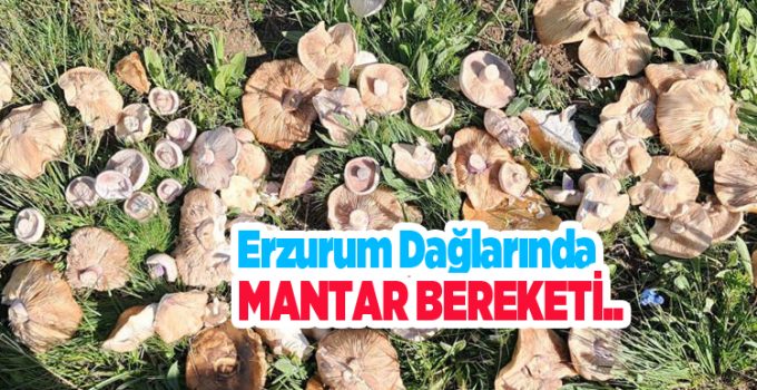 Yağışların ardından Erzurum dağlarında mantar bereketi…