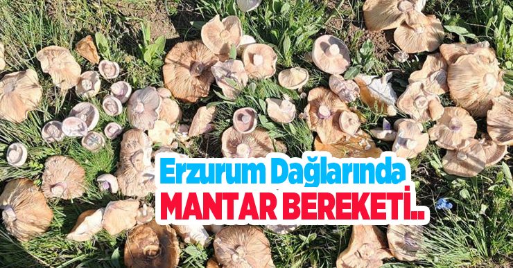 Yağışların ardından Erzurum dağlarında mantar bereketi…