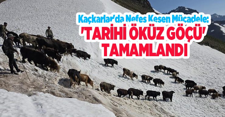 Kaçkarlar’da nefes kesen mücadele: ‘Tarihi Öküz Göçü’ tamamlandı..