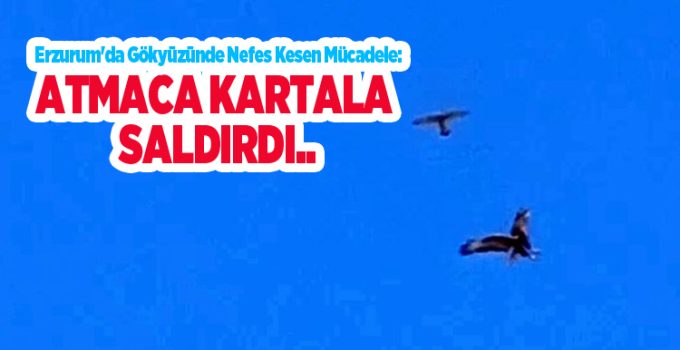 Erzurum’da gökyüzünde nefes kesen mücadele: Atmaca kartala saldırdı…