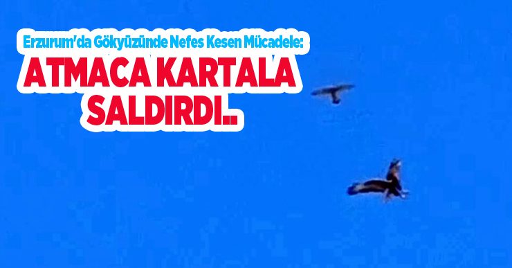 Erzurum’da gökyüzünde nefes kesen mücadele: Atmaca kartala saldırdı…