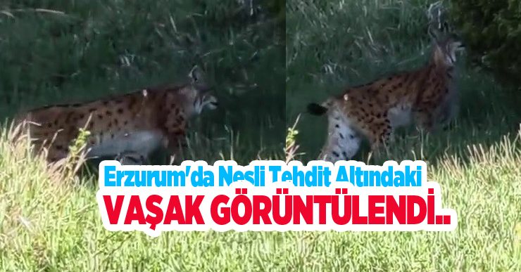 Erzurum’da nesli tehdit altındaki vaşak görüntülendi…