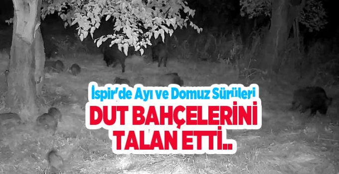 İspir’de ayı ve domuz sürüleri dut bahçelerini talan etti..