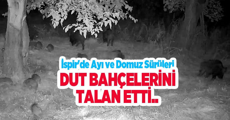 İspir’de ayı ve domuz sürüleri dut bahçelerini talan etti..