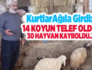 Kurtlar ağıla girdi: 14 koyun telef oldu, 30 hayvan kayboldu..