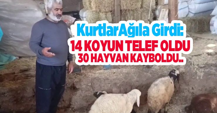 Kurtlar ağıla girdi: 14 koyun telef oldu, 30 hayvan kayboldu..