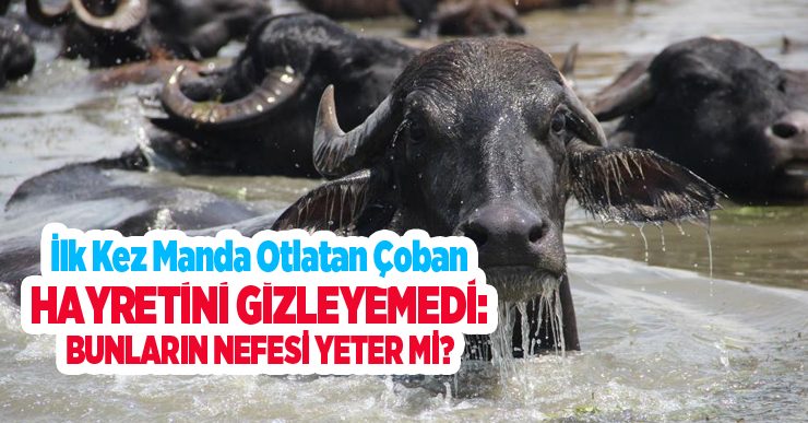 İlk kez manda otlatan çoban hayretini gizleyemedi: “Bunların nefesi yeter mi?”