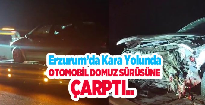 Erzurum’da kara yolunda facia: Otomobil domuz sürüsüne çarptı..
