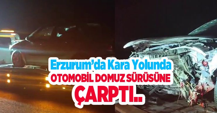 Erzurum’da kara yolunda facia: Otomobil domuz sürüsüne çarptı..
