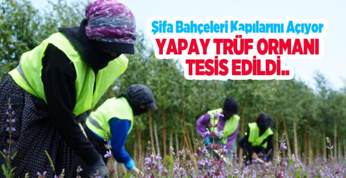 Erzurum’da toprağın altı da üstü de hazine: Şifa Bahçeleri kapılarını açıyor, yapay trüf ormanı tesis edildi…