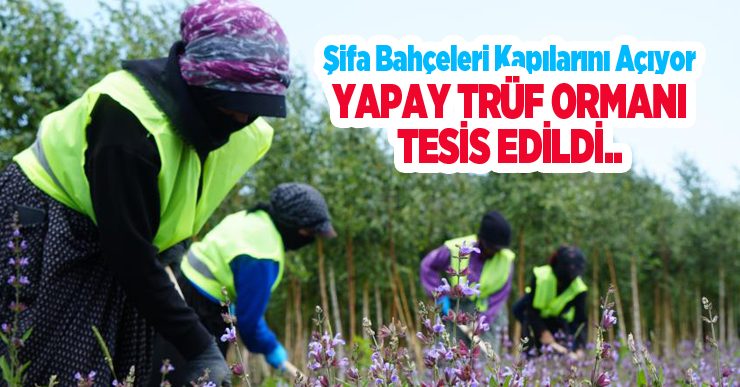 Erzurum’da toprağın altı da üstü de hazine: Şifa Bahçeleri kapılarını açıyor, yapay trüf ormanı tesis edildi…