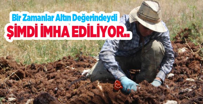 Bir zamanlar altın değerindeydi, şimdi imha ediliyor..