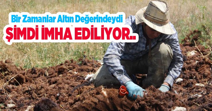 Bir zamanlar altın değerindeydi, şimdi imha ediliyor..
