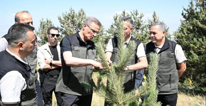 Palandöken’in orman varlığına inceleme…