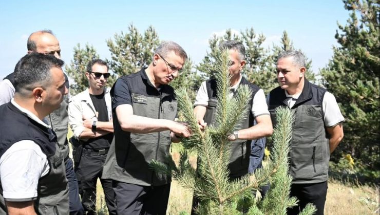 Palandöken’in orman varlığına inceleme…