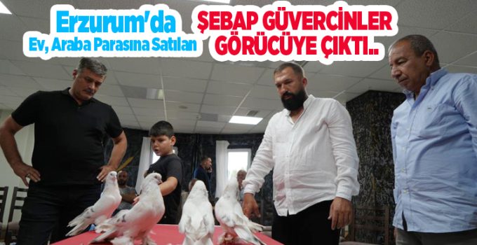 Erzurum’da ev, araba parasına satılan Şebap güvercinler görücüye çıktı..