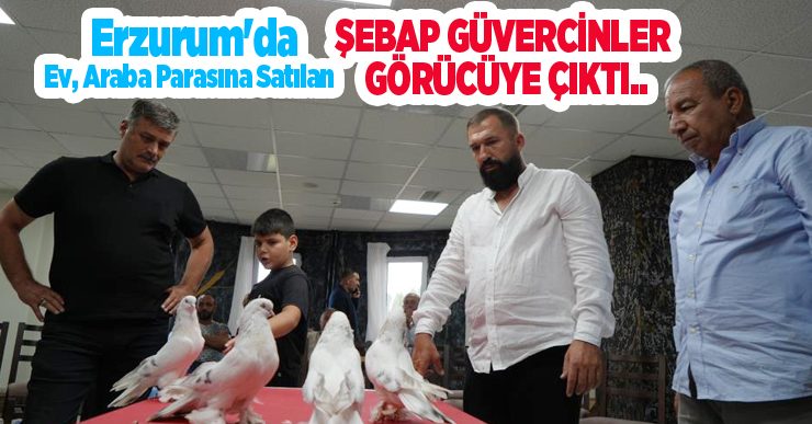 Erzurum’da ev, araba parasına satılan Şebap güvercinler görücüye çıktı..