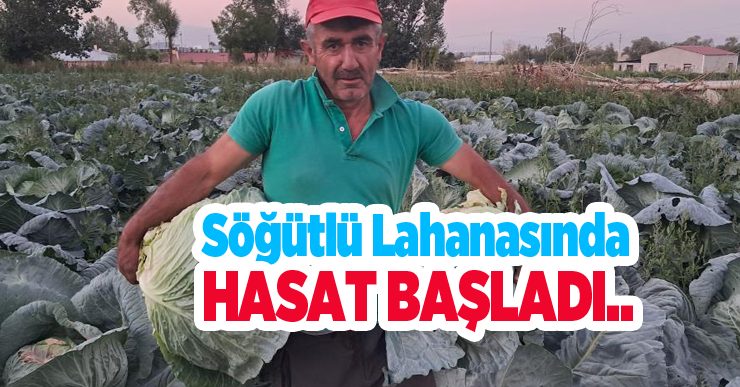 Söğütlü lahanasında hasat başladı..