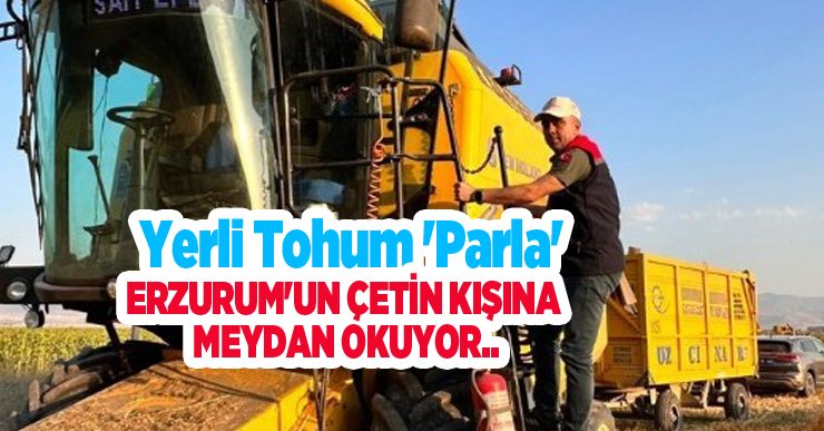 Yerli tohum ‘Parla’ Erzurum’un çetin kışına meydan okuyor..