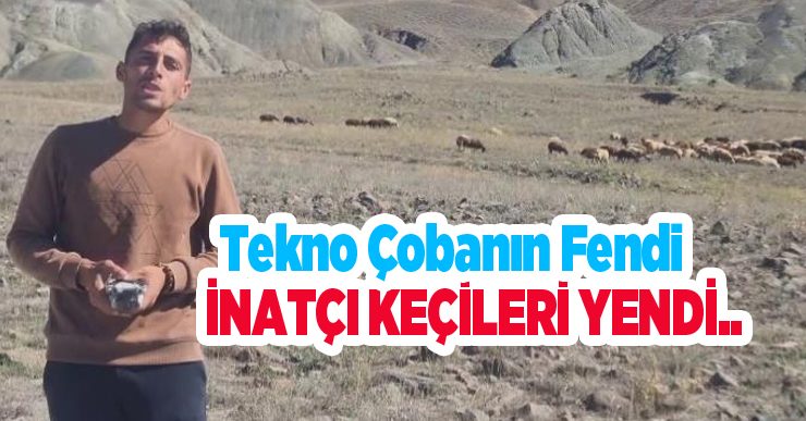 Tekno Çobanın fendi inatçı keçileri yendi..